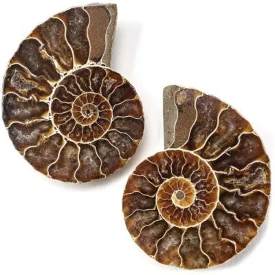 Polished Ammonite Shell Pair