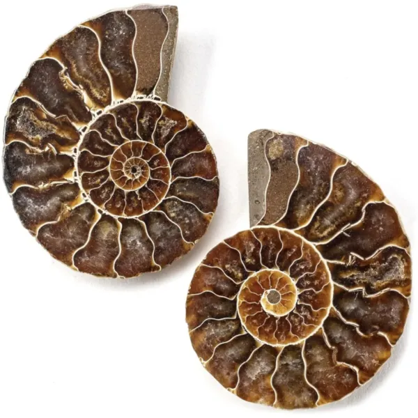 Polished Ammonite Shell Pair